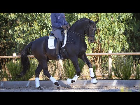 **SOLD** Oldenburger with FEI competition experience (REF#439)