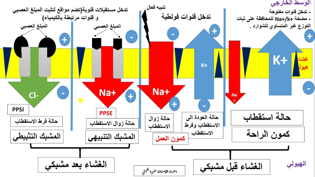 العرض 26 مخططات تلخص انواع التغير في نفاذية الغشاء للشوارد المسببة في تغير الكمون الغشائي هام جدا