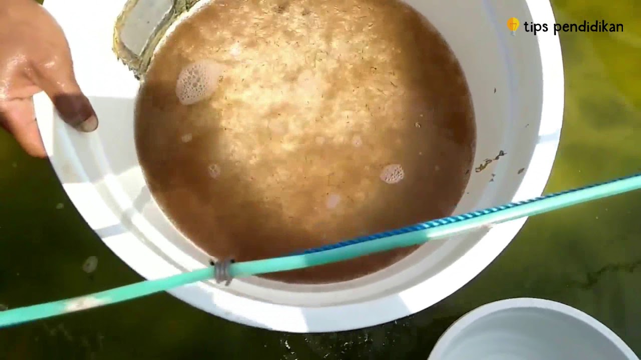 Benih Ikan Bandeng Air Tawar - Bibit Ikan