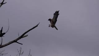 Flying and Singing Hawk