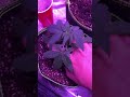Transplanting Clones (Banana Runtz)