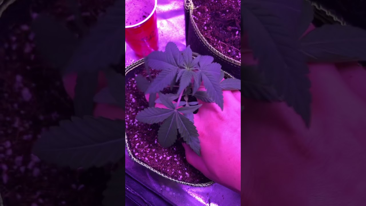 Transplanting Clones (Banana Runtz)