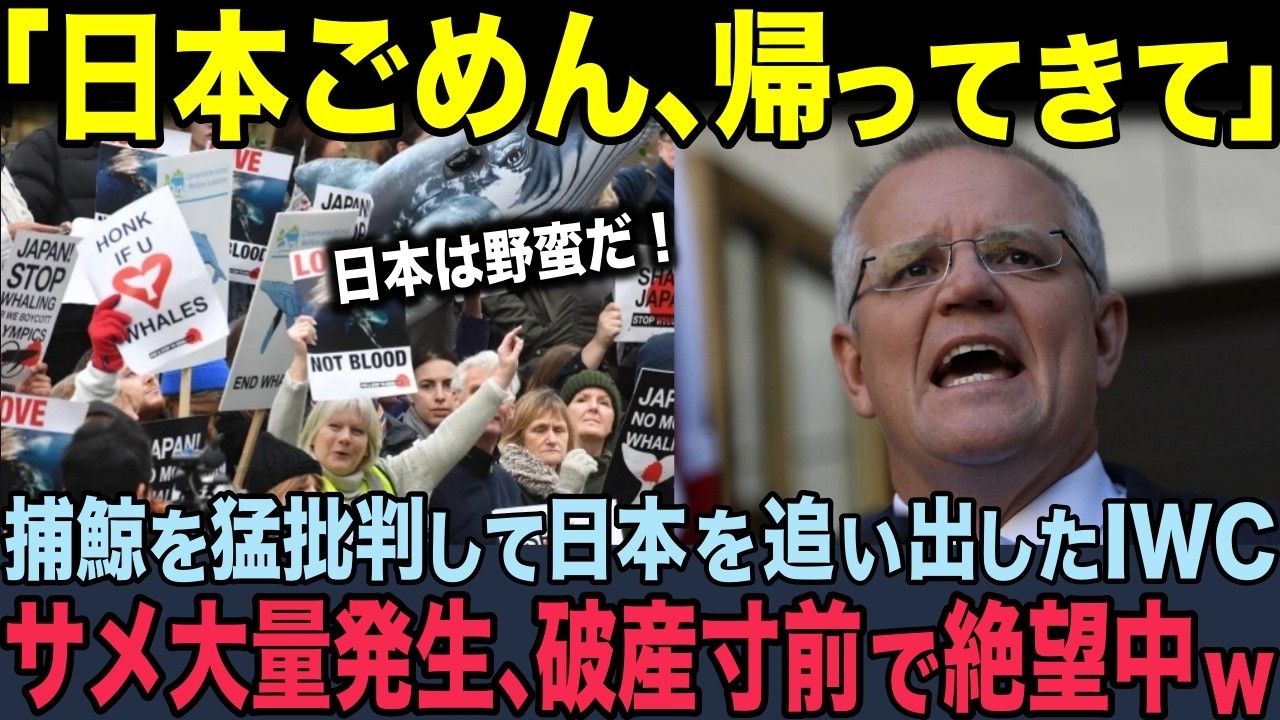 【海外の反応】「日本を追い出してやったｗ」捕鯨を猛批判して日本を脱退させたIWC。6年後に財政難、サメ大量発生、データ不足で組織崩壊する 2025