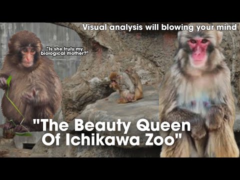 Has Punch’s Biological Mother Been Revealed? The Truth About The Beauty Queen Of Ichikawa Zoo