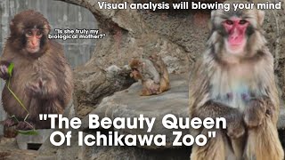 Has Punch’s Biological Mother Been Revealed? The Truth About The Beauty Queen Of Ichikawa Zoo