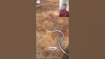 mahadev status mahakal status bholenath status #shivshiv #mahadev #snake #status #treding