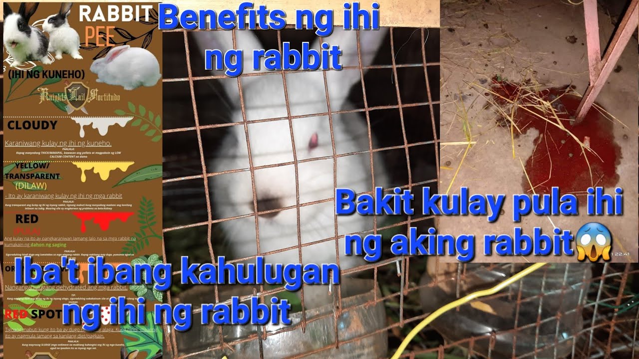 Rabbit Farming: Ihi ng Rabbit: Benepisyo, kulay at kahulugan ng rabbit ...