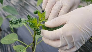 Why does the leaf on the pepper twist - recover it naturally