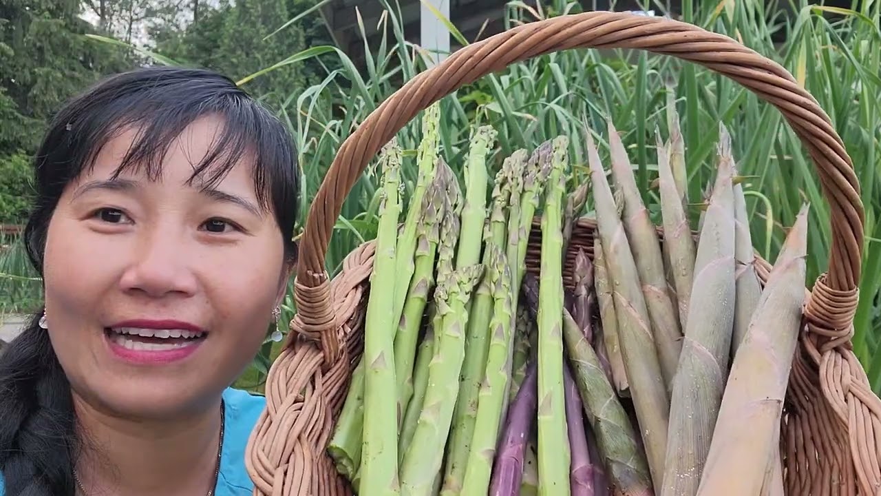 СБОР ПОБЕГОВ БАМБУКА, СПАРЖИ, КЛУБНИКИ