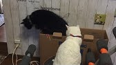 猫 蹴るまとめ Youtube