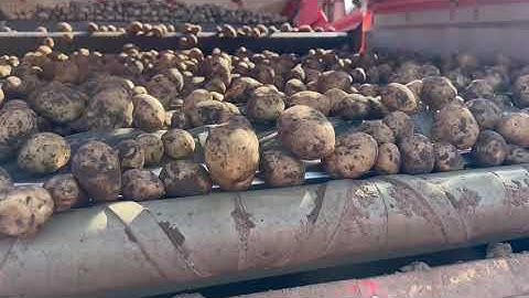 DOWNS Potato Grader DG 240 with Scott - dirt eliminator - grading Seed Potatoes