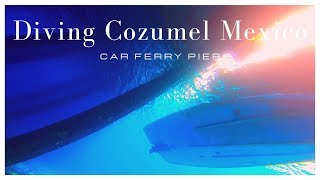 Diving Cozumel Mexico ! Exploring under the Car Ferry Pier