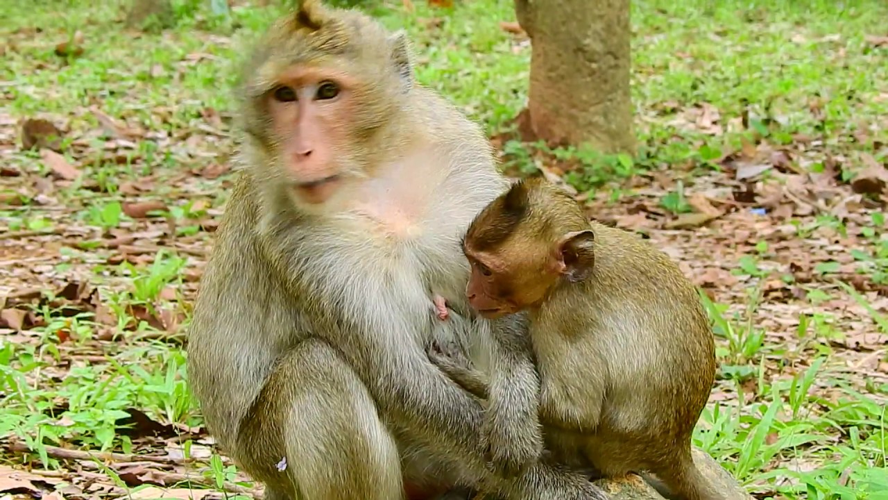 petco hours Humorous behavior baby monkey entreats mom for feeding milk - Cute monkey baby begs for feeding
