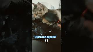 brush gray cat