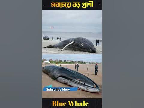 The Shocking Truth Behind Blue Whales | Blue Whale | Amazing Facts