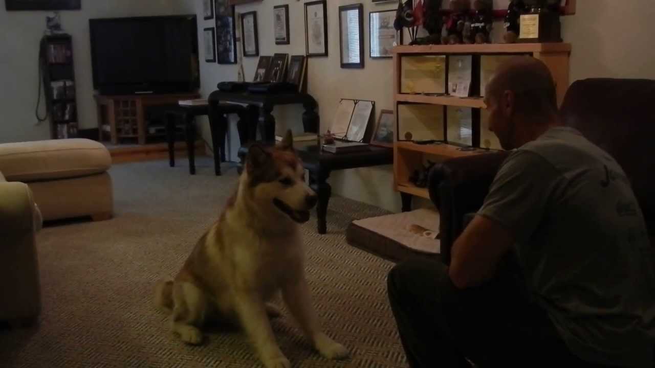 available nfl free agents ADOPTED! ~ Aug 12th, 2013 RD showing off his new moves