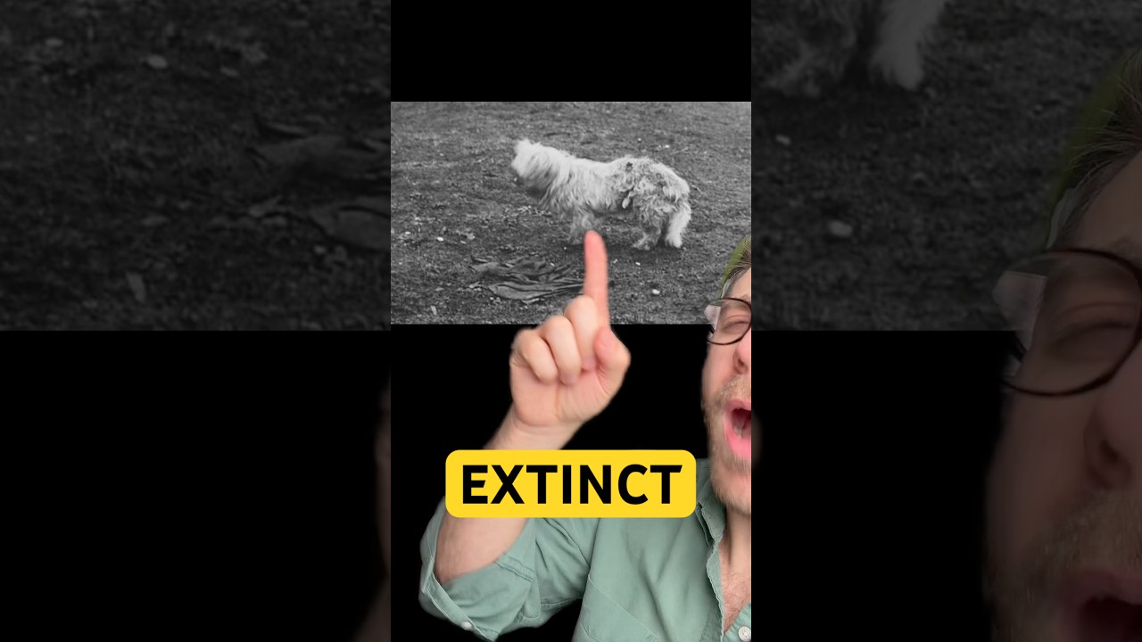 Вымершая порода собак, используемая для одежды😳
