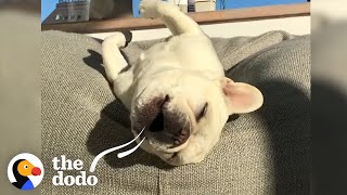 This French Bulldog Is A Singing Potato | The Dodo