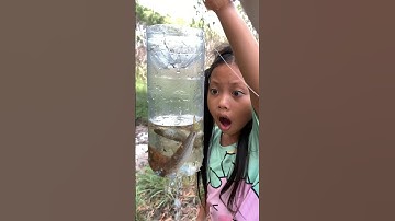 Survival Skills: New Fish TRAPPING with bottle #survival #bushcraft #camping #useful