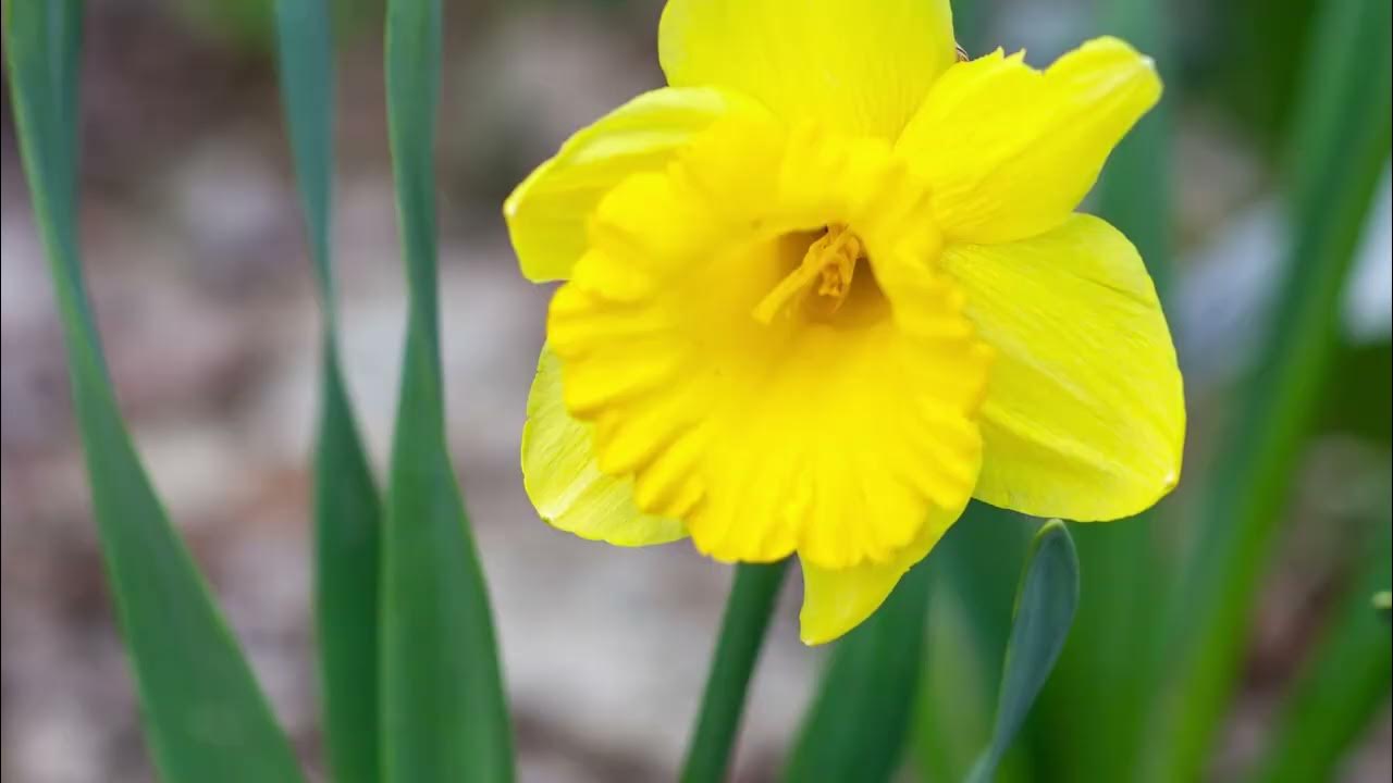 Brian Haney I Found The Lily In My Valley I FOUND THE LILY IN MY VALLEY by Brian Haney, music video with lyrics