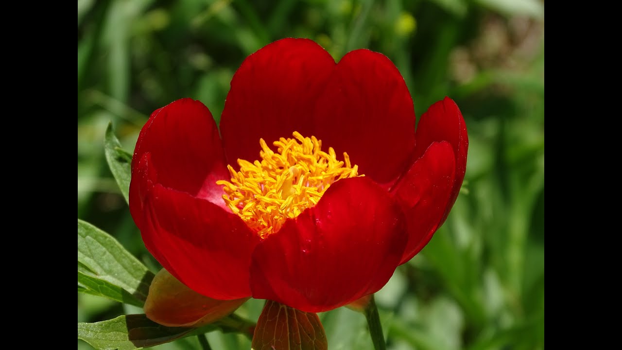 Στις παιώνιες του Βερμίου με τον Ηλία Τσέχο. Paeonia peregrina. 24.5.2020