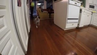 Fetch Flair Net Worth