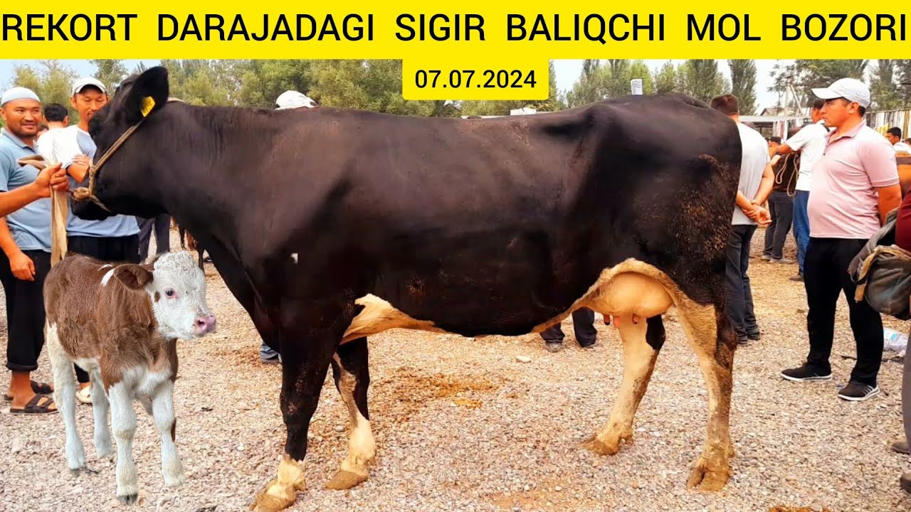 BALIQCHI MOL BOZORI SIGIR NARXLARI BOZORGA SIGIR TO'LIP KETDI ...