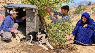 Alpha Deserves Better... So They Rebuilt His Mountain Shelter!