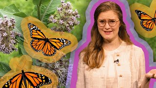 Monarchs, Milkweed, and Migration | Spot on Science