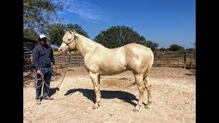 RANCHOLAROSA. WIMPY DUN IT CROME SEMENTAL RANCHOLAROSA#CUARTODEMILLA