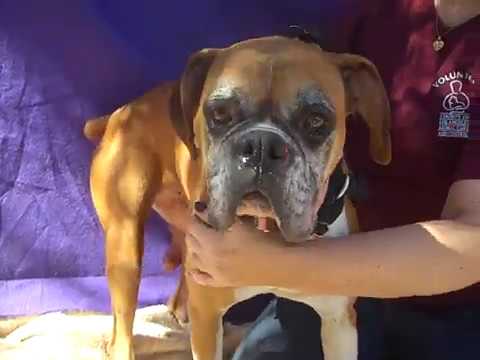 dog adoption mauritius ADOPTED! A5121853 Eleanor | Boxer