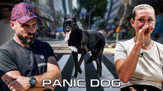This WOLFDOG is TERRORIZED by LIFE!  Panic Dog Ep13
