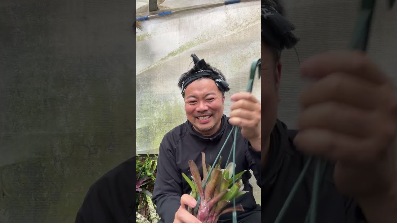 タンクブロメリアの選別 - YouTube