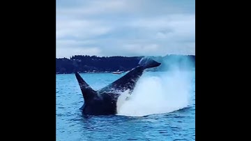 Orca Whale Breaches Near Boat || ViralHog
