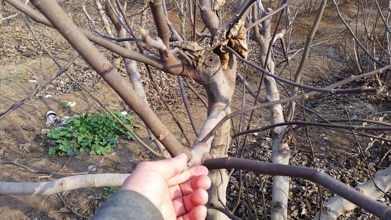 هەڵپاچینی هەنجیر(سعیدملا)