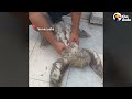 See The Relief On This Sloth's Face After 40 Ticks Are Removed | The Dodo