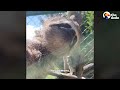 See The Relief On This Sloth's Face After 40 Ticks Are Removed | The Dodo