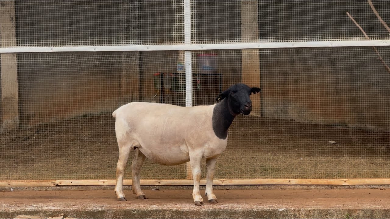 Berkegiatan di Padang Savana saat Hujan | Mengobati Kaki Domba | Identifikasi Kebuntingan Domba