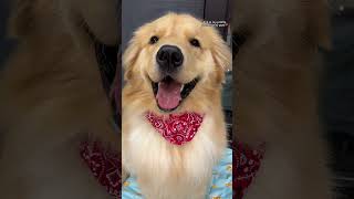 Tail-wagging fashion! 🐕✨ Perfect for any occasion with our collar bandana neckerchief.