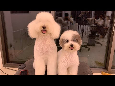 슈앤트리 야근 중 / SHU AND <strong>TREE</strong> <strong>live</strong> Streaming