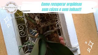 Dicas Dona Maria - Como recuperar orquídeas sem raízes e sem folhas!!!