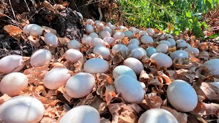 wow wow unique! a female fisherman pick a lot of duck eggs under the leaves wood in the forest