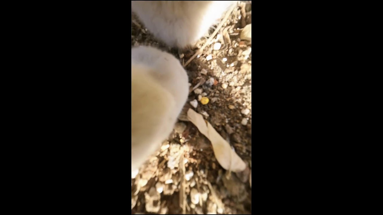 Cat Wilderness Journey 🐾 Real-Time POV Stream