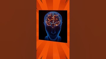 The Science of Memory: How We Remember and Forget