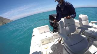 Catalina Island Yellowtail Fishing