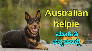 Australian kelpie  facts in Kannada | ಆಸ್ಟ್ರೇಲಿಯನ್ ಕೆಲ್ಪಿ ಕುರಿತ ಮಾಹಿತಿ ಕನ್ನಡದಲ್ಲಿ