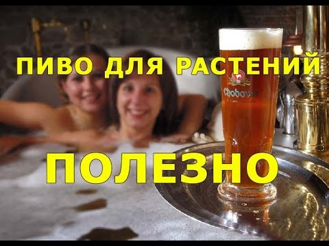 ПОДКОРМКА ПИВОМ РАСТЕНИЙ / ГДЕ ДОСТАТЬ ПИВО БЕСПЛАТНО/ ПОДКОРМКА ДРОЖЖАМИ