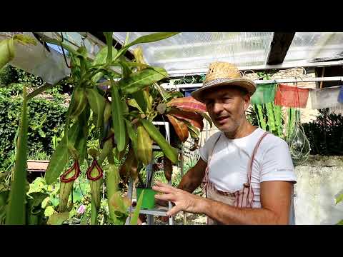 #Nepenthes miranda. Una facilissima e spettacolare pianta insettivora.