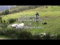 Brilliant Sheep Herding Demonstration Using Border Collies の動画、YouTube動画。