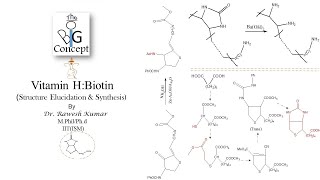Vitamin H (Biotin) : Structure Elucidation & Synthesis @Thebigconceptpgtopics6291